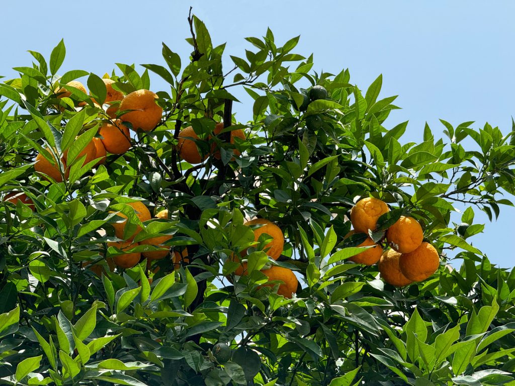 Grapefruitkernextrakt
