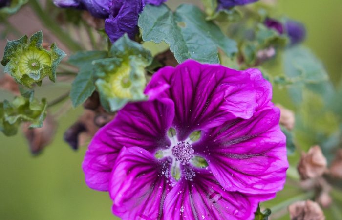 hollyhock-3663318_1280